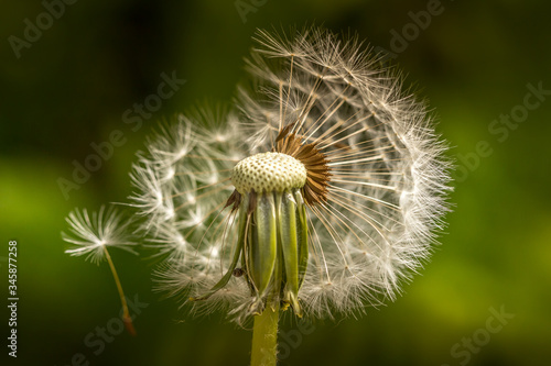 Dandelion seeds after blooming