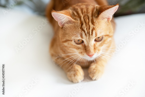 Fototapeta Naklejka Na Ścianę i Meble -  Funny young ginger cat looking down at copy space. Adorable orange pet. Cute tabby red kitten lies isolated on white background.