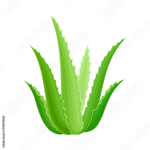 Aloe Vera Rosette of Large, Thick, Fleshy Leaves Vector Illustration