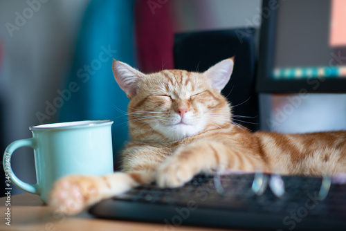 Young ginger cat well-fed and satisfied sleeps at home working place near keypad and cup of tea. Cute tabby red kitten lies on table. Stay at home, work at home, quarantine
