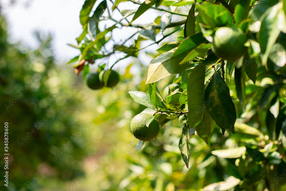 Fototapeta premium Tangerine tree. Branch with fresh green oranges. Citrus garden in Sicily, Italy.