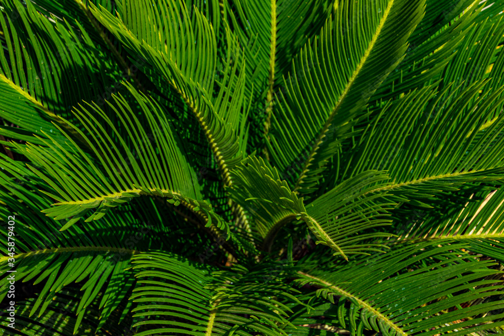 Palm leaves green tropical background Palm leaves green tropical background