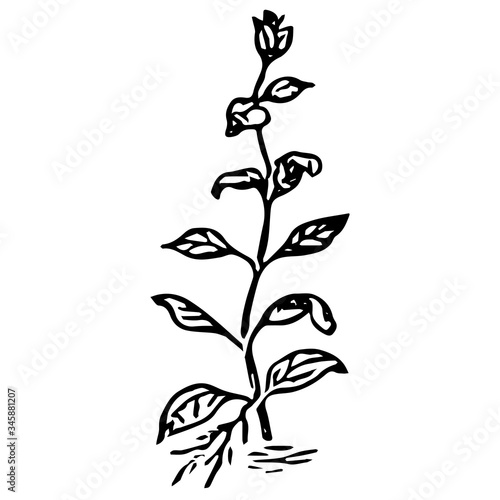 Black outline hand drawing vector illustration of an aquatic decorative plant with roots transplanting in the ground in aquarium isolated on a white background