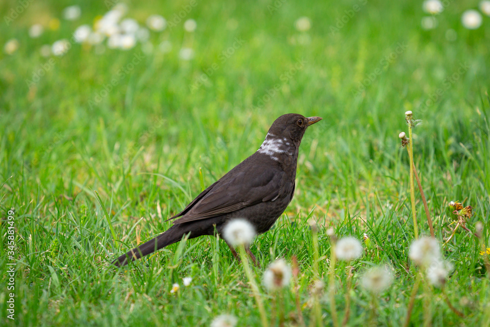 A young, common blackbird/Eurasian blackbird hunting in green meadow A young, common blackbird/Eurasian blackbird hunting in green meadow