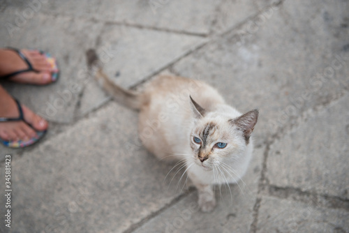 Old cat with blue eyes walking with teen boy on street in Syracuse. Domestic animal. Homeless pet outdoor photo