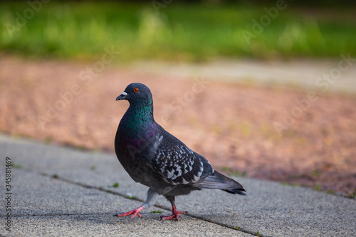 pigeon in the park © Gabriel