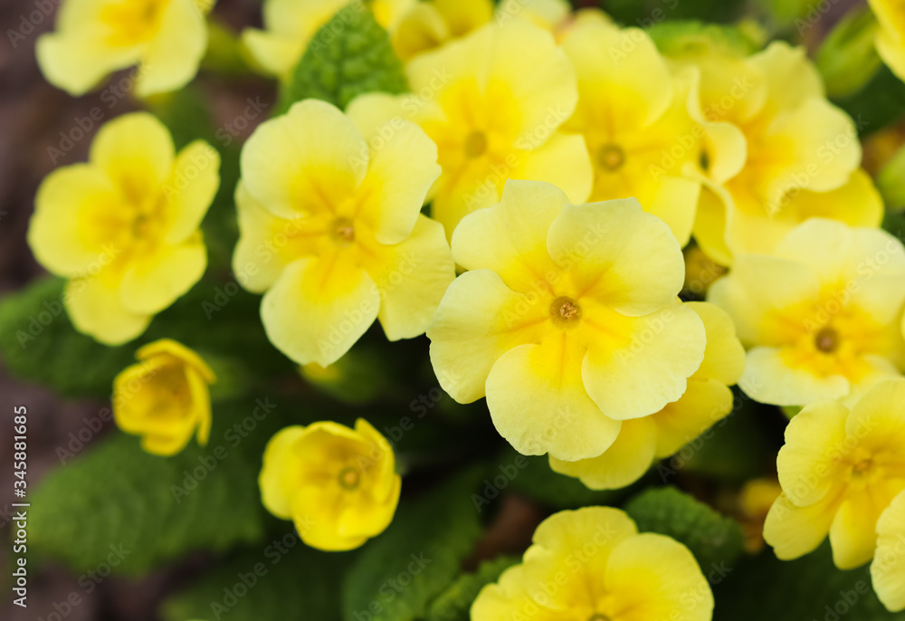 Obraz premium Blooming yellow primrose in the spring garden