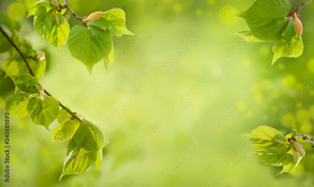 Branches of lime tree bursting forth in spring. Spring nature background - obrazy, fototapety, plakaty 