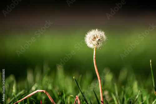 Dandelion blowball close up in green grass with low depth of field.