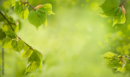 Branches of lime tree bursting forth in spring. Spring nature background