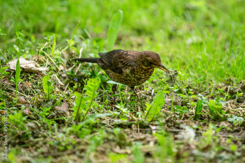 A young, common blackbird/Eurasian blackbird hunting in green meadow
