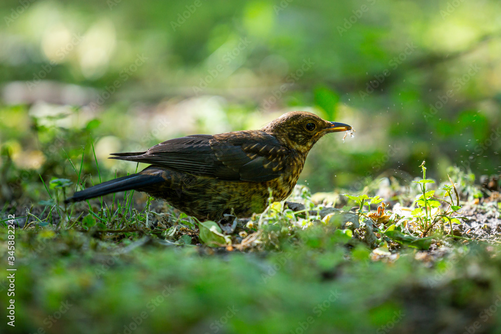A young, common blackbird/Eurasian blackbird hunting in green meadow A young, common blackbird/Eurasian blackbird hunting in green meadow