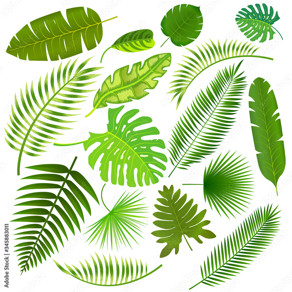 Tropical leaves collection illustration