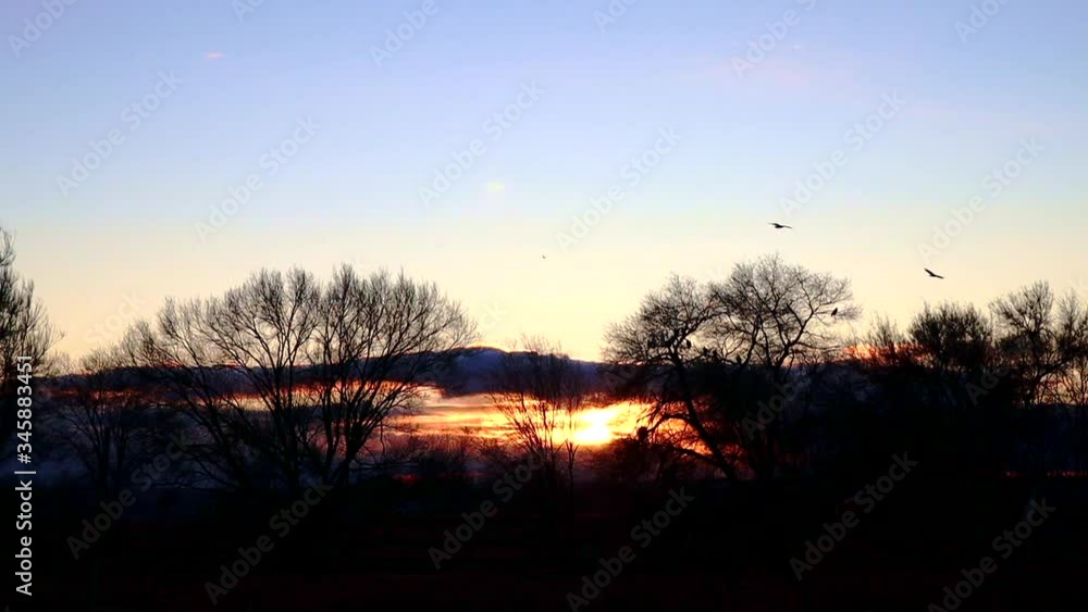 Bald eagles nesting near snake river, Hagerman, Idaho, Sunset, static shot Bald eagles nesting near snake river, Hagerman, Idaho, Sunset, static shot