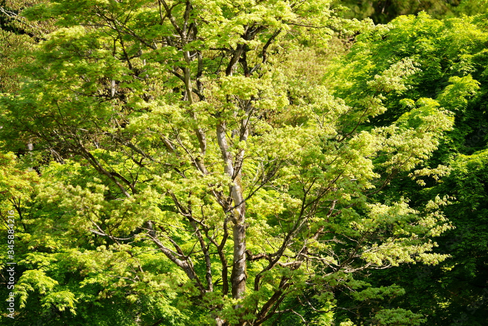 Fototapeta premium The flowers are beginning to grow and everything is becoming green.