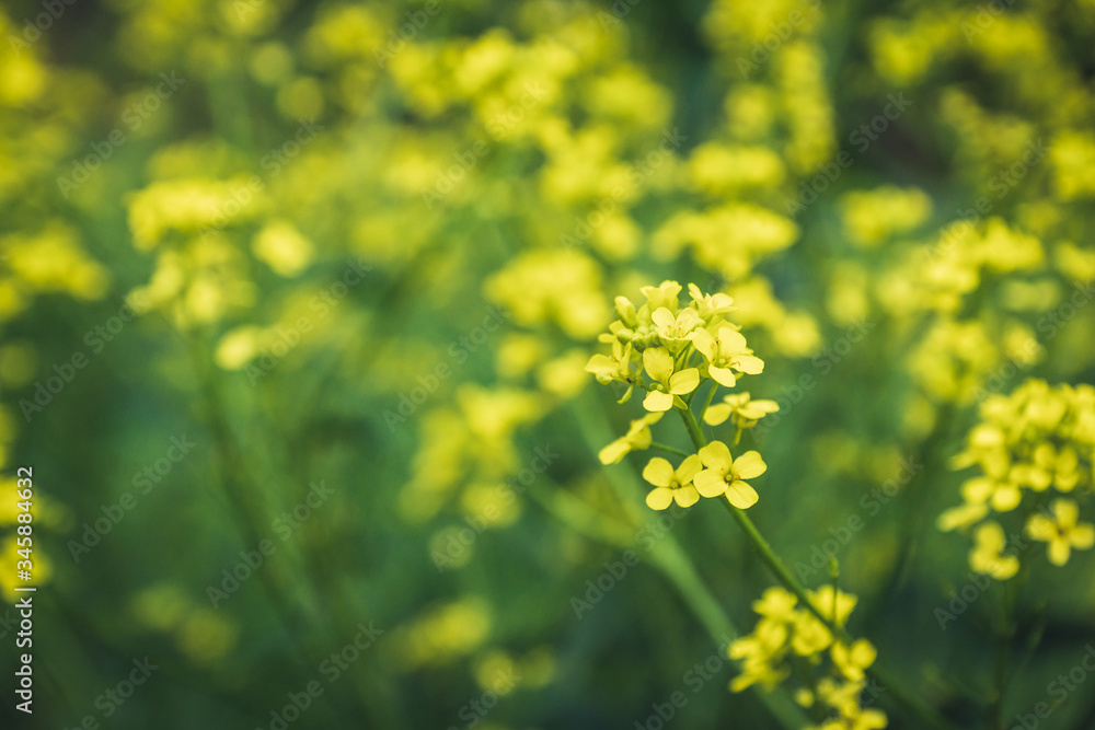 Blooming mustard plant on the field. Selective focus. Shallow depth of field.
Blooming mustard plant on the field. Selective focus. Shallow depth of field.