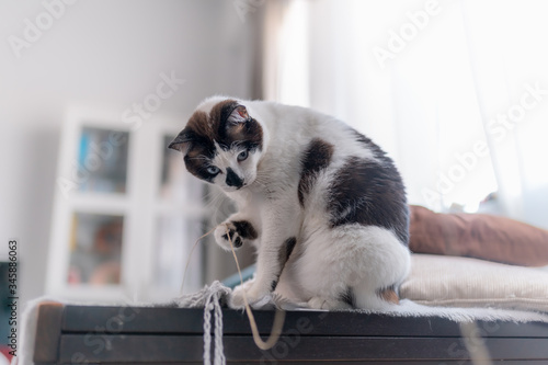gato blanco y negro con ojos azules sentado sobre una mesa, juega con una cuerda