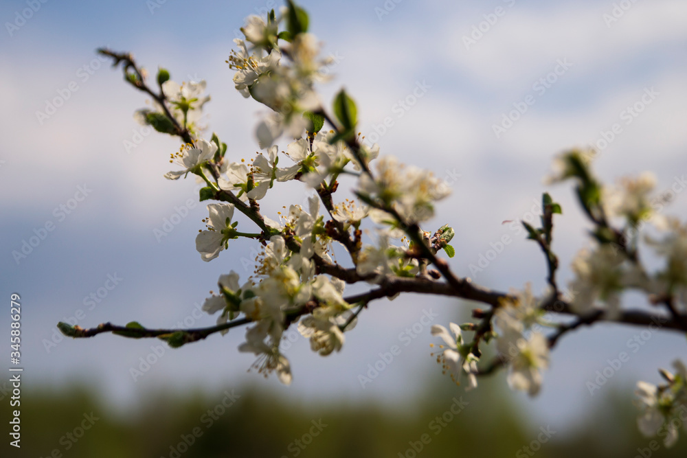 Beautiful Apple buds close-up on a blurry background. Blooming branch of an Apple tree with flowers. Spring garden. Blurred background. Beautiful Apple buds close-up on a blurry background. Blooming branch of an Apple tree with flowers. Spring garden. Blurred background.