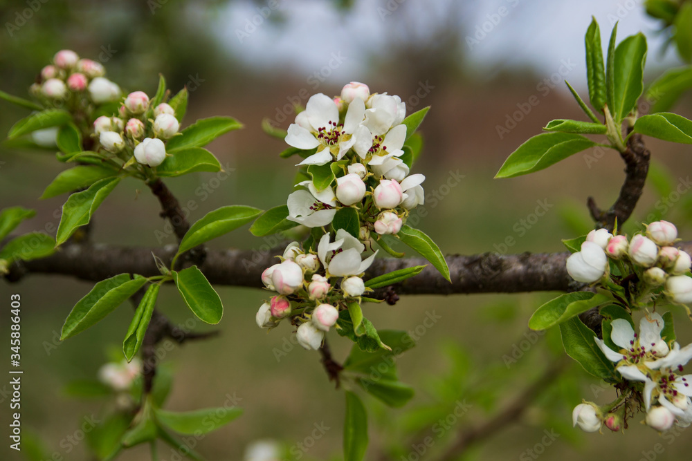 Obraz premium The red buds of the tree close-up on blurred background. Blooming branch of an Apple tree with flowers. Spring garden. Blurred background.