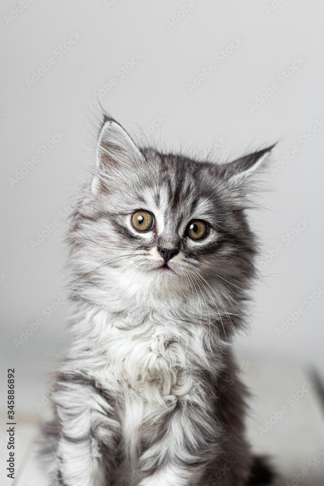 Fototapeta premium Szary kotek ładny strzelanie studio