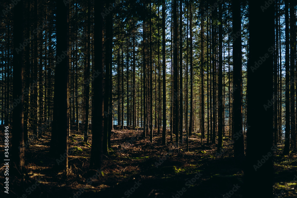 Trees in the forest Trees in the forest