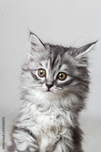 Gray cute kitten studio shooting © Artem Orlyanskiy