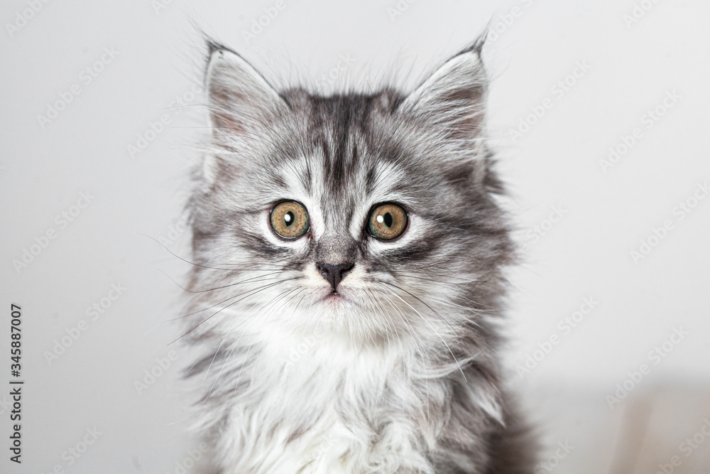 Fototapeta premium Gray cute kitten studio shooting