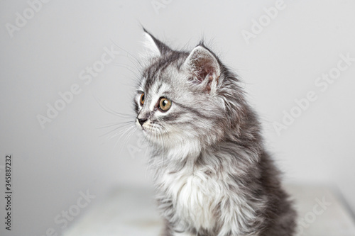 Gray cute kitten studio shooting © Artem Orlyanskiy