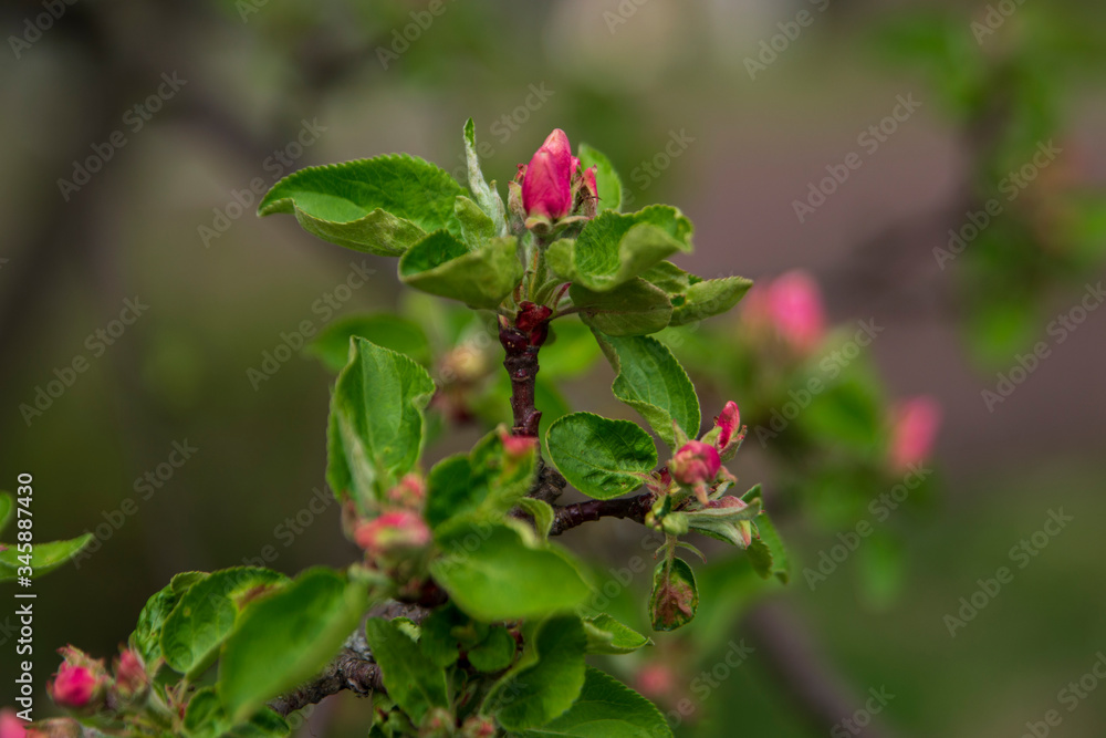 The red buds of the tree close-up on blurred background. Blooming branch of an Apple tree with flowers. Spring garden. Blurred background. The red buds of the tree close-up on blurred background. Blooming branch of an Apple tree with flowers. Spring garden. Blurred background.