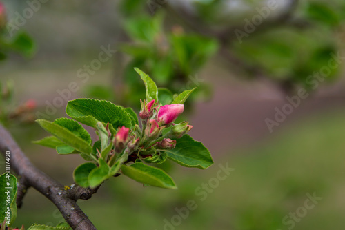 The red buds of the tree close-up on blurred background. Blooming branch of an Apple tree with flowers. Spring garden. Blurred background.