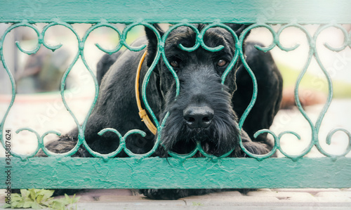 Thoroughbred guard dog peeping through the gate photo