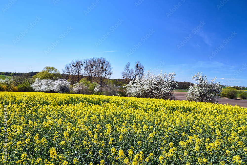 Rural landscape with fields of blooming rapeseed and trees in spring in Poland
