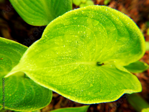  Green leaves Hosta after rain. Macro shot.         