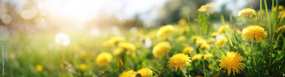 Many yellow dandelion flowers on meadow in nature in summer close-up macro in rays of sunlight at sunset sunrise. Bright summer landscape panorama, colorful artistic image, ultra wide banner format. - obrazy, fototapety, plakaty 