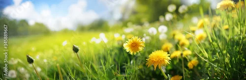 Obraz  z motywem Many yellow dandelion flowers on meadow in nature in summer close-up macro against a blue sky with clouds. Bright summer landscape panorama, colorful artistic image, ultra wide banner format.