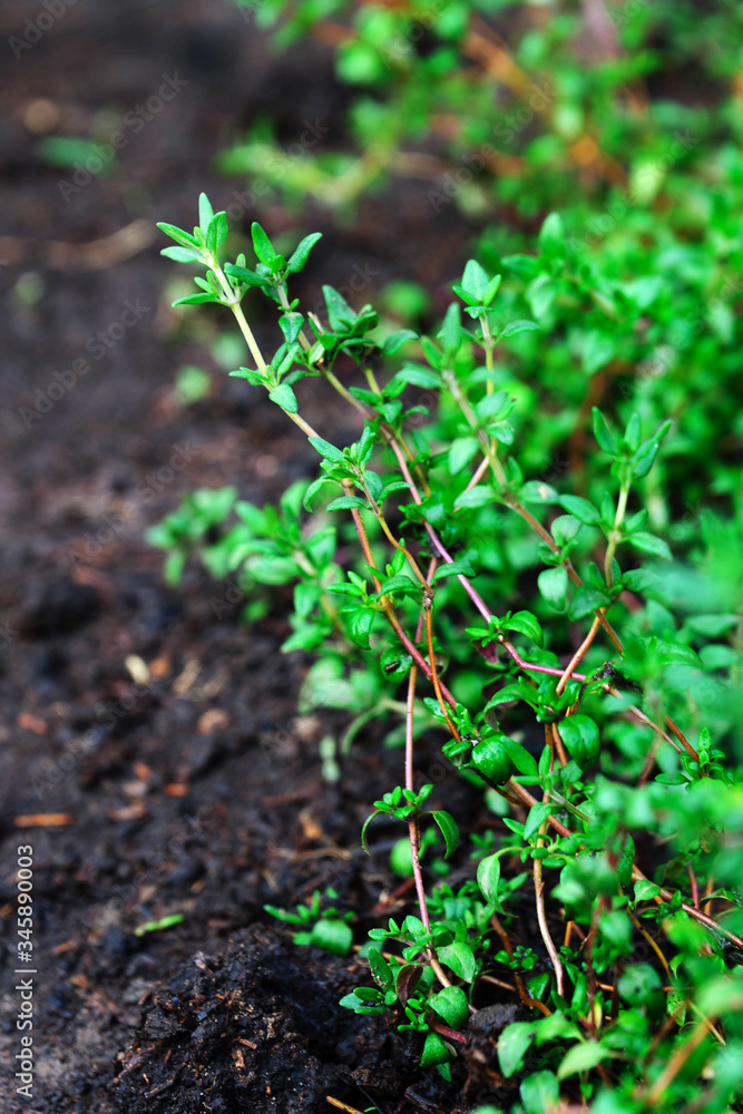 Green young thyme growing in the garden Green young thyme growing in the garden