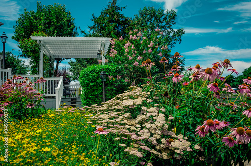 Beautiful home garden with echinacea purpurea also called Eastern purple coneflower in the foreground. Wooden porch pergola in the background surrounded by plants, flowers and trees on a sunny day.