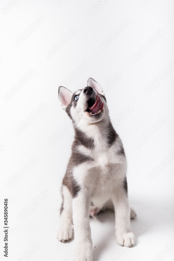 husky dog, black and white puppy with blue eyes, with open mouth and tongue out, studio session with white background husky dog, black and white puppy with blue eyes, with open mouth and tongue out, studio session with white background