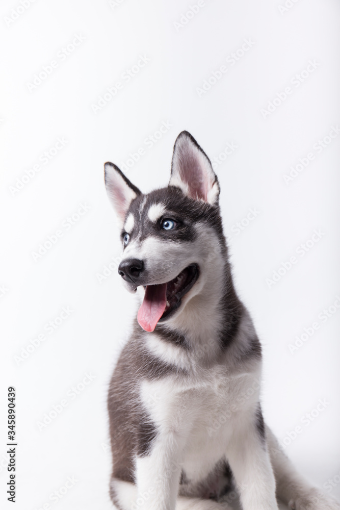 husky dog, black and white puppy with blue eyes, with open mouth and tongue out, studio session with white background