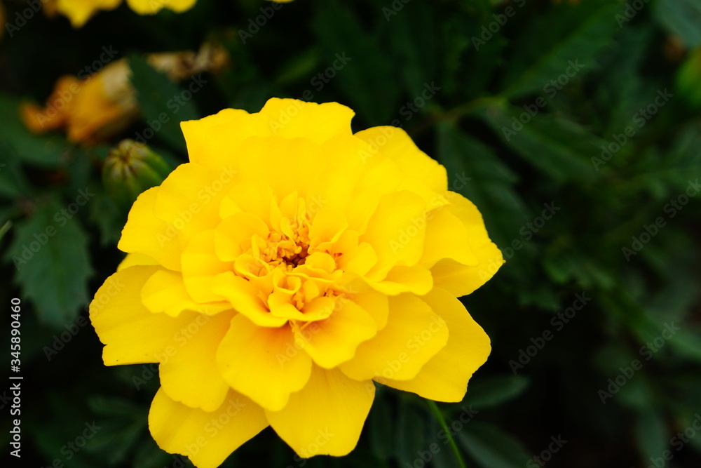 マリーゴールドが咲く公園の花壇 マリーゴールドが咲く公園の花壇