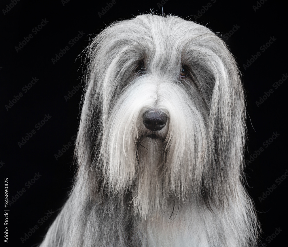 Bearded collie, dog, portrait, on black background in studio