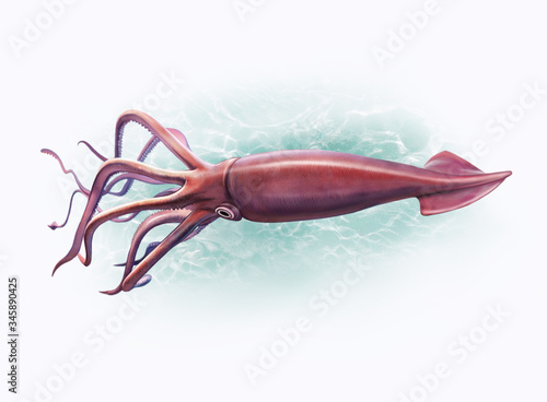 Architeuthis and Mesonychoteuthis hamiltoni deep-sea squid photo