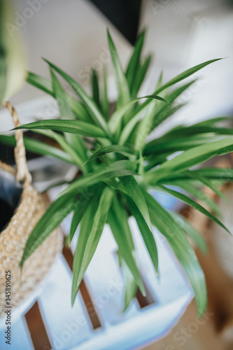 Chlorophytum Zielistka LEMON.