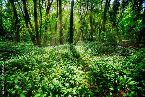 beautiful green forest in spring time