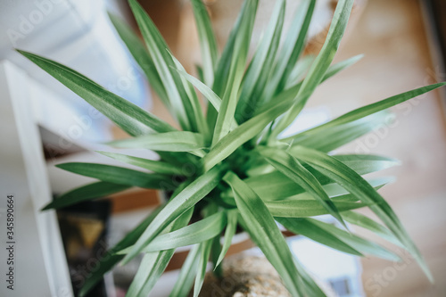 Wallpaper Mural Chlorophytum Zielistka LEMON. Torontodigital.ca