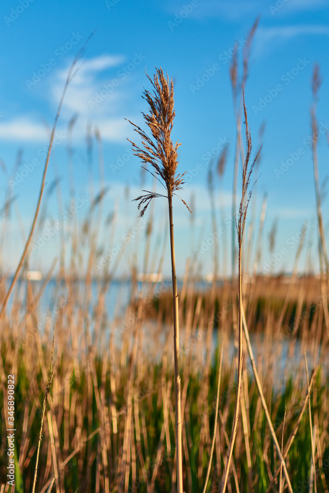 Fototapeta premium reed on the beach