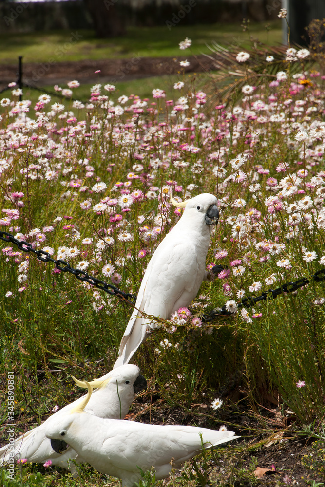 Sydney Australia, group of sulphur-crested cockatoo's in garden Sydney Australia, group of sulphur-crested cockatoo's in garden