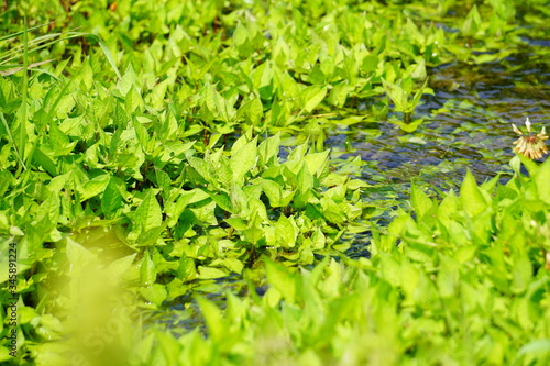 水草の生える湿地 © photo-cat