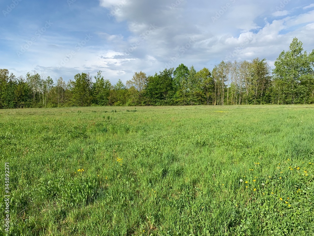 Obraz premium green field and blue sky