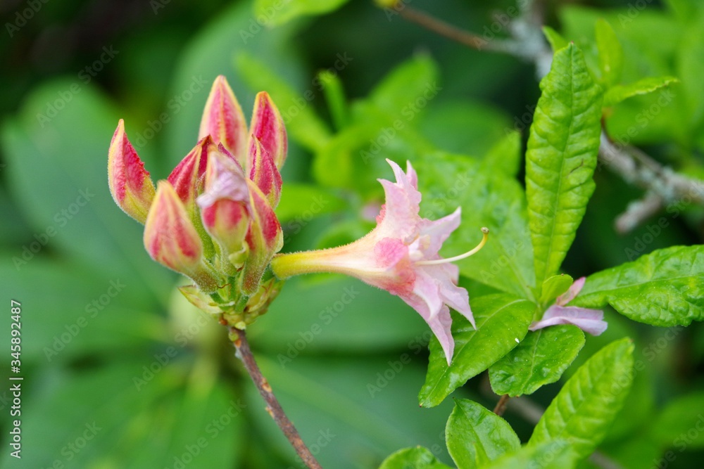 Azaleenblüte Azaleenblüte